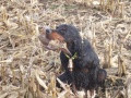 Setter Gordon BASILE DU CLOS DE LA CAPITAINERIE